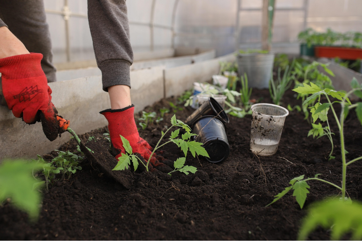 Plant_care_Maintenance_dubai