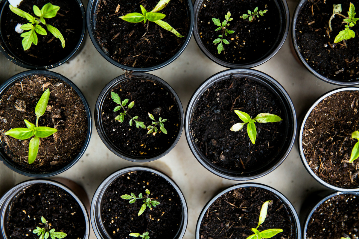 Plants_care_cerijolandscaping
