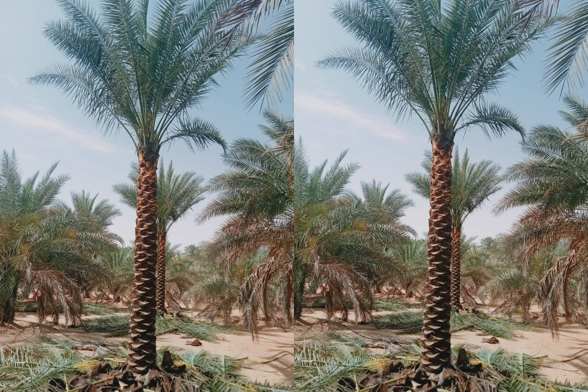 Sell-Palm-tree-in-dubai