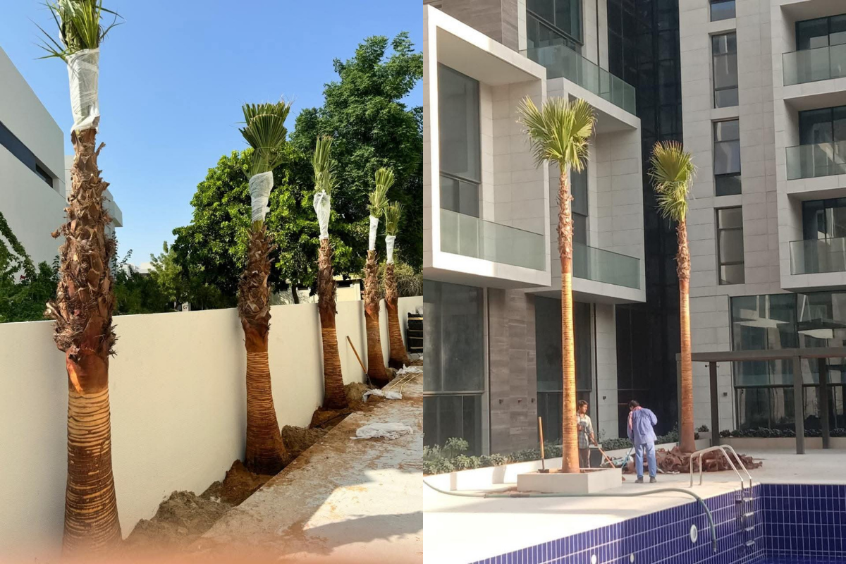 Supply-Palm-tree-in-dubai